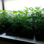 Room For Cannabis Clones