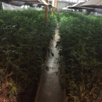 Vegetative Cannabis Flowers in Growing Room
