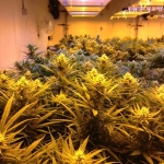 Marijuana Grow Lights and Plants