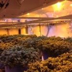 Cannabis Production - Growing Room