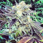 Marijuana Growing - Purple Cannabis Flowers
