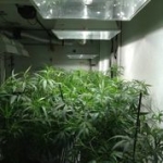 Growing Cannabis - Plants In Veg Stage