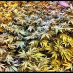 Cannabis Growing - Marijuana Garden